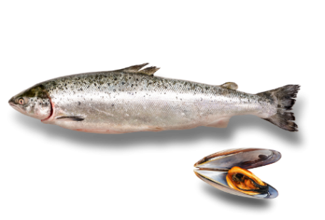 Fish next to other aquatic wildlife.